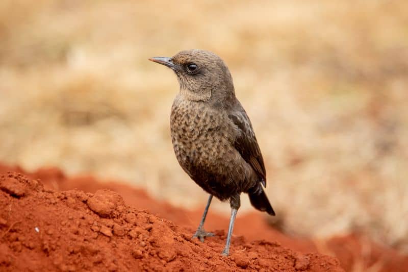 Laterite